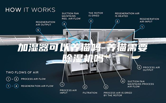 加湿器可以养猫吗-养猫需要除湿机吗