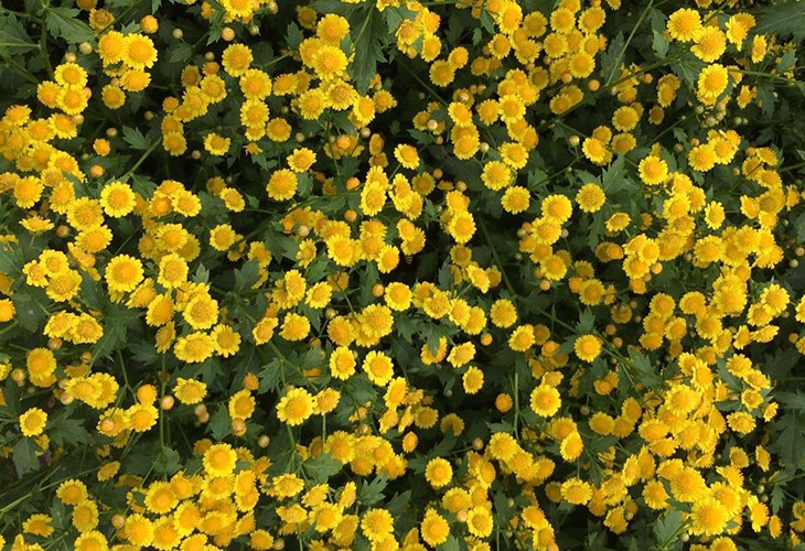 农场胎菊小菊花野菊花烘干除湿机